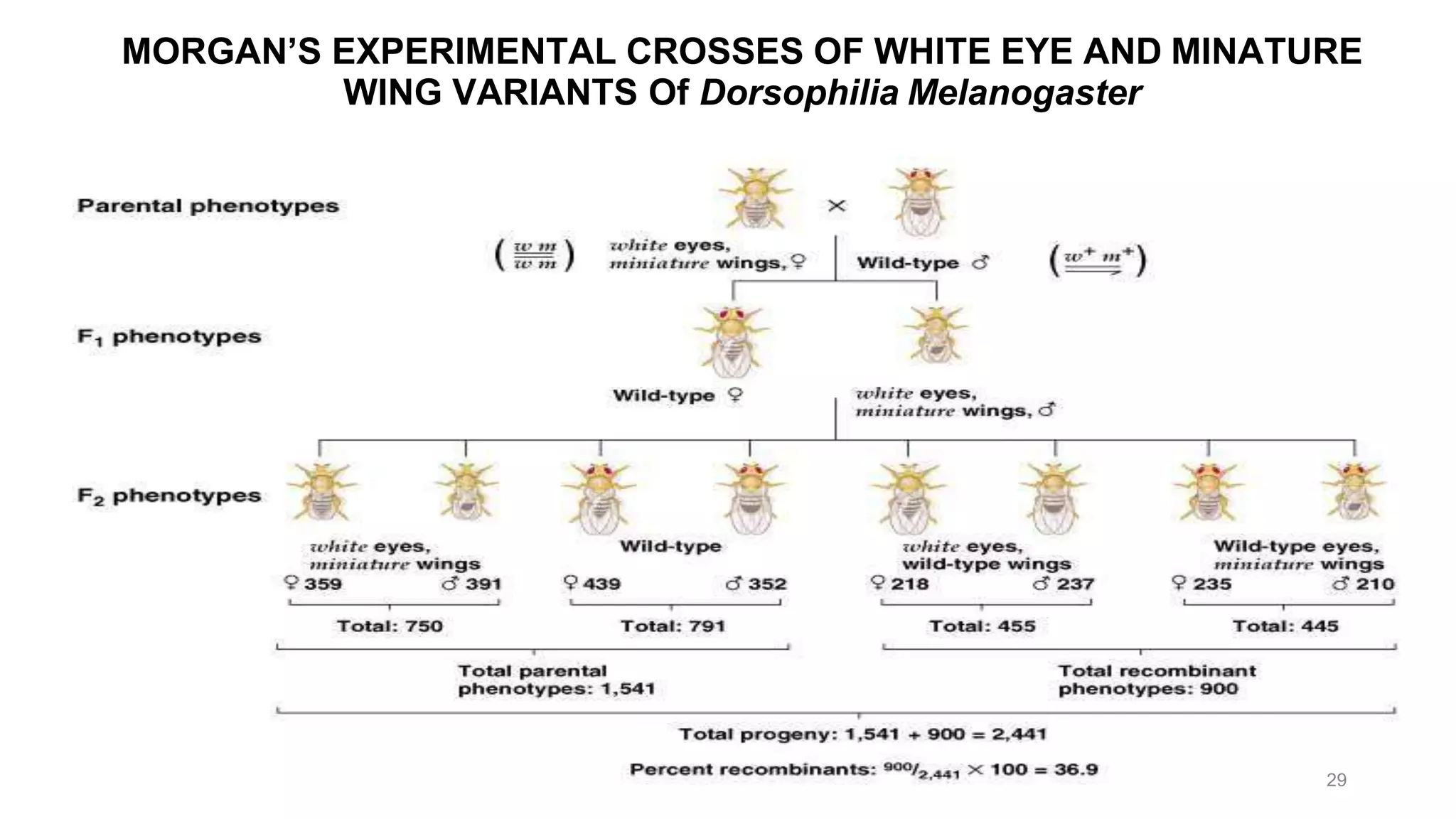 MORGAN’S EXPERIMENTAL CROSSES OF WHITE EYE AND MINATURE
WING VARIANTS Of Dorsophilia Melanogaster
29
 