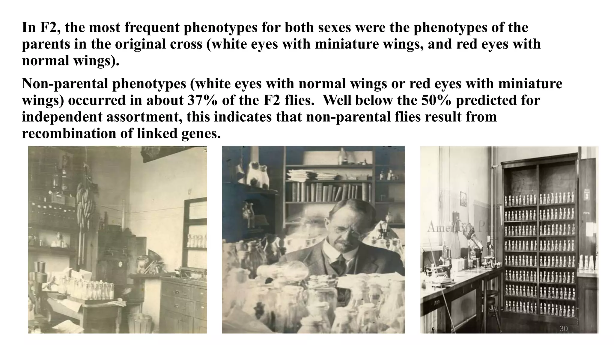 In F2, the most frequent phenotypes for both sexes were the phenotypes of the
parents in the original cross (white eyes with miniature wings, and red eyes with
normal wings).
Non-parental phenotypes (white eyes with normal wings or red eyes with miniature
wings) occurred in about 37% of the F2 flies. Well below the 50% predicted for
independent assortment, this indicates that non-parental flies result from
recombination of linked genes.
30
 