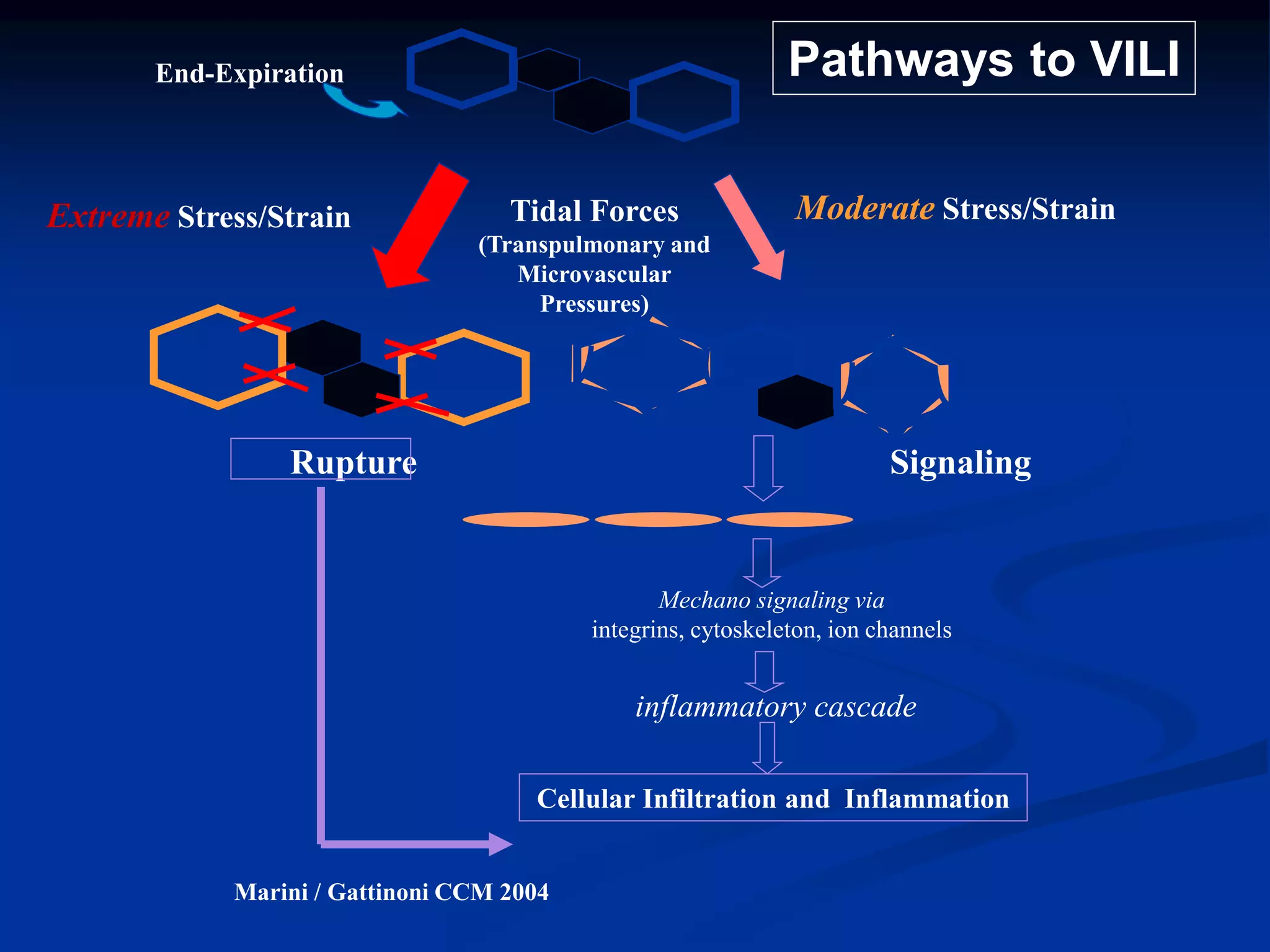 End-Expiration
Tidal Forces
(Transpulmonary and
Microvascular
Pressures)
Extreme Stress/Strain Moderate Stress/Strain
Mechano signaling via
integrins, cytoskeleton, ion channels
inflammatory cascade
Cellular Infiltration and Inflammation
Rupture Signaling
Marini / Gattinoni CCM 2004
Pathways to VILI
 