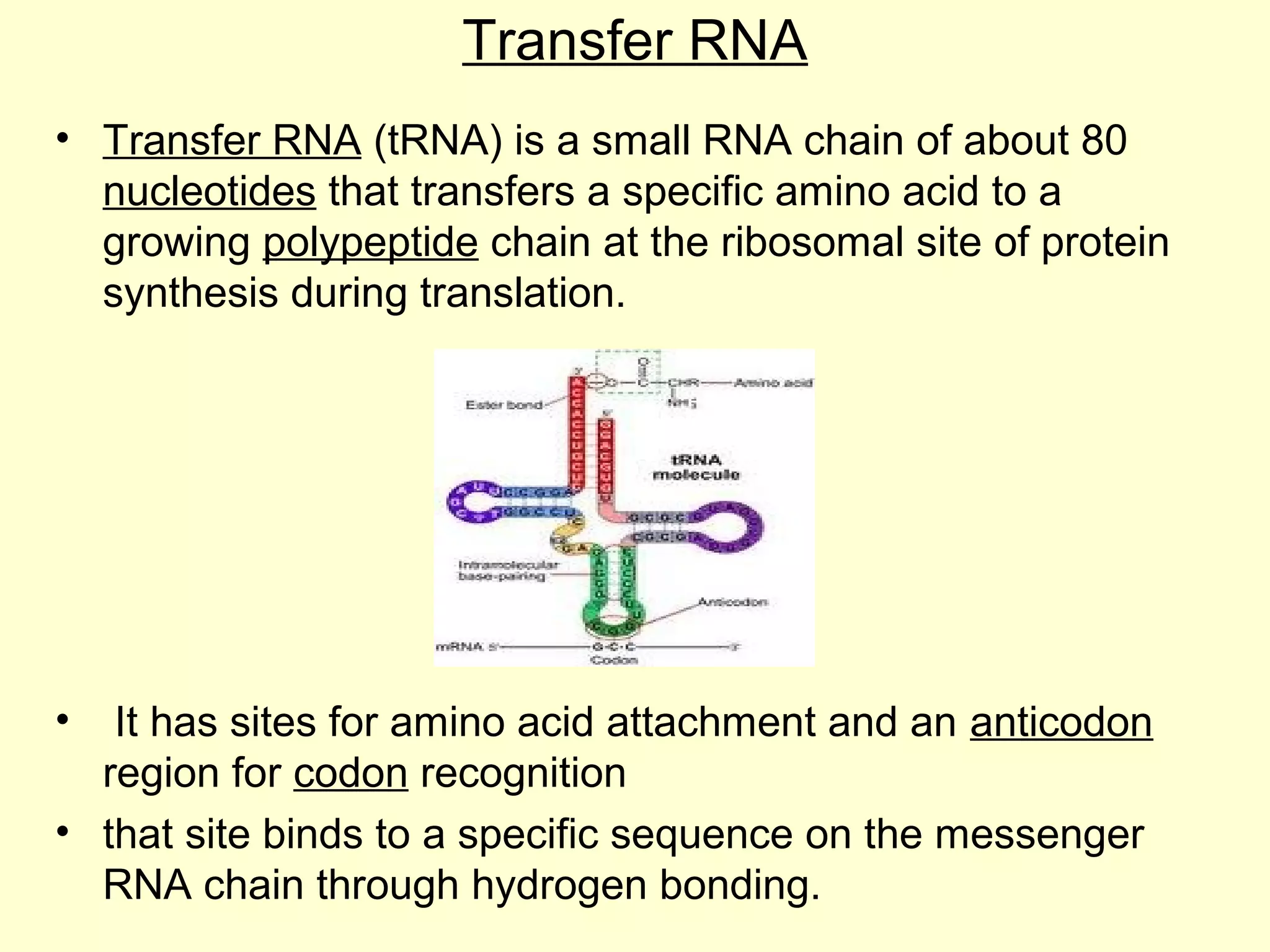 BASICS OF MOLECULAR BIOLOGY PPT