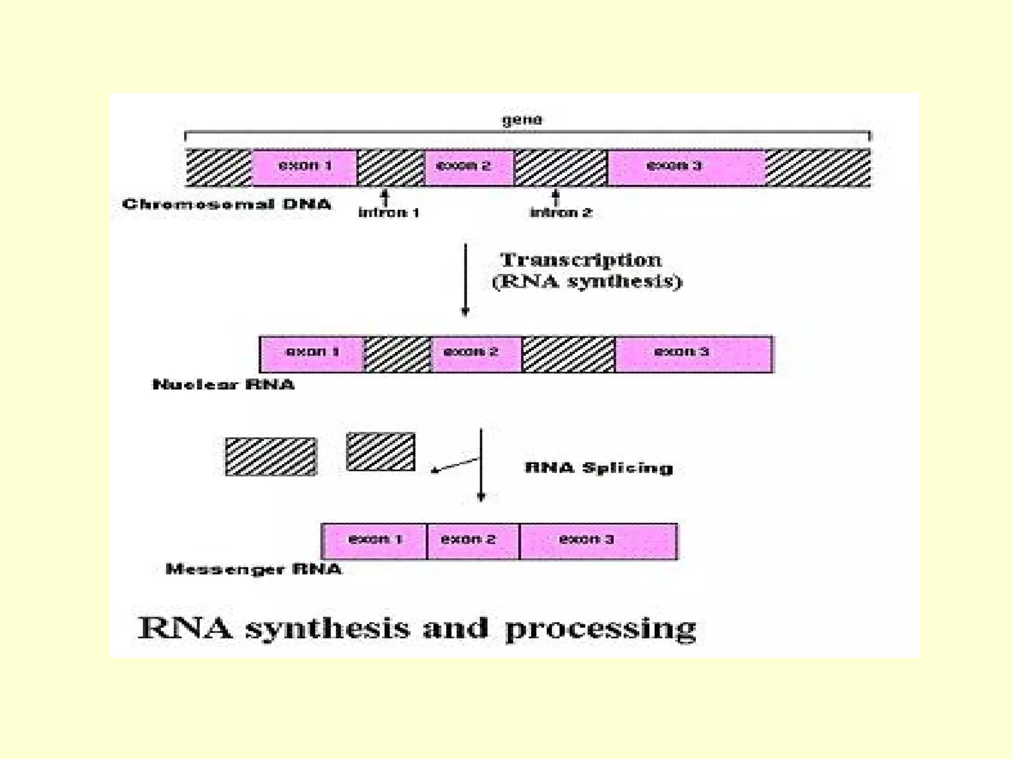 BASICS OF MOLECULAR BIOLOGY PPT