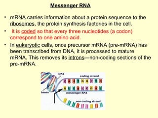 Basics of Molecular Biology | PPT