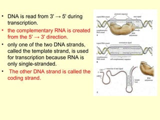 Stranded And Coding Strand Basics of molecular biology | PPT