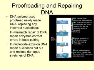 Basics of molecular biology | PPT