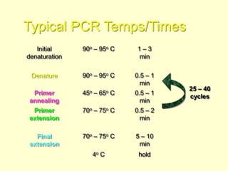 Basics of Molecular Biology.ppt