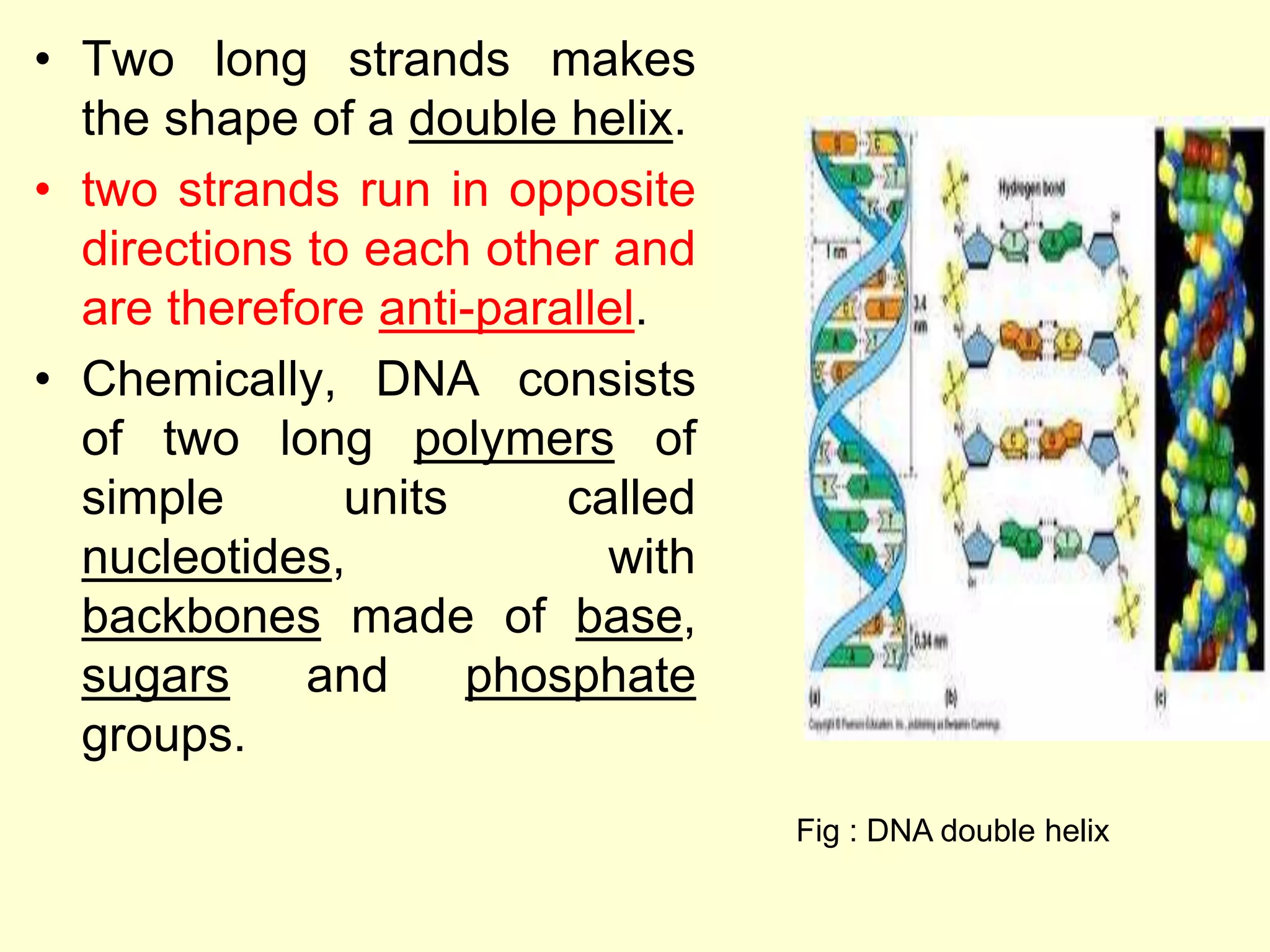 Basics of molecular biology tools and techniques PPT