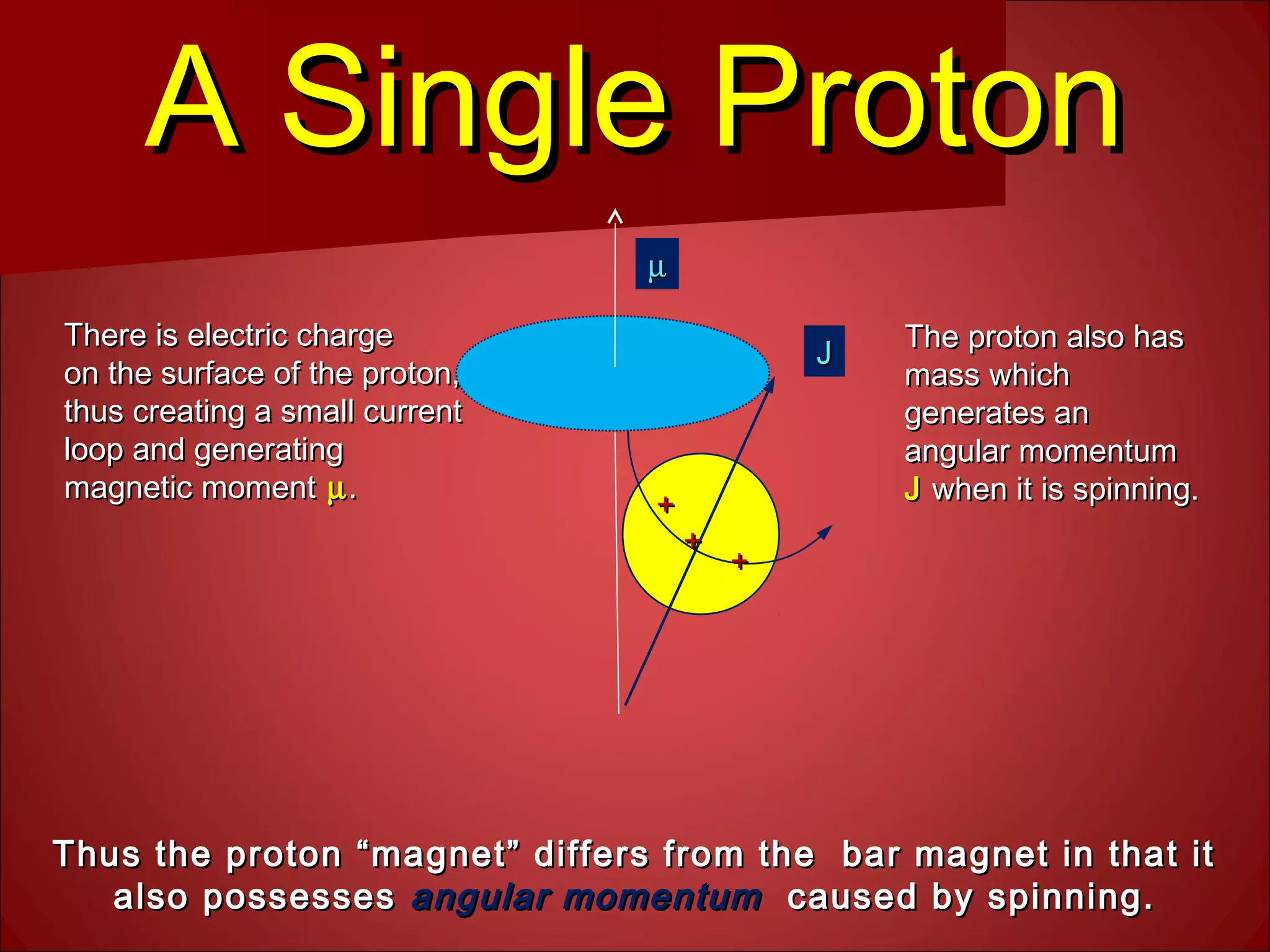 A Single ProtonA Single Proton
++
++
++
There is electric chargeThere is electric charge
on the surface of the proton,on the surface of the proton,
thus creating a small currentthus creating a small current
loop and generatingloop and generating
magnetic momentmagnetic moment µµ..
The proton also hasThe proton also has
mass whichmass which
generates angenerates an
angular momentumangular momentum
JJ when it is spinning.when it is spinning.
JJ
µµ
Thus the proton “magnet” differs from the bar magnet in that itThus the proton “magnet” differs from the bar magnet in that it
also possessesalso possesses angular momentumangular momentum caused by spinning.caused by spinning.
 