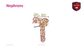 Basics of nephrology by haitham nabeel.pdf