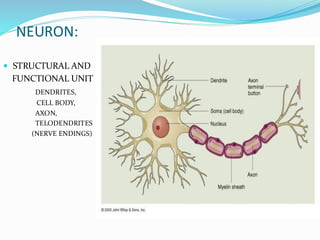 Telodendrites Label Basics of nervous system and Cholinomimetic drug.pdf college of nursing ...