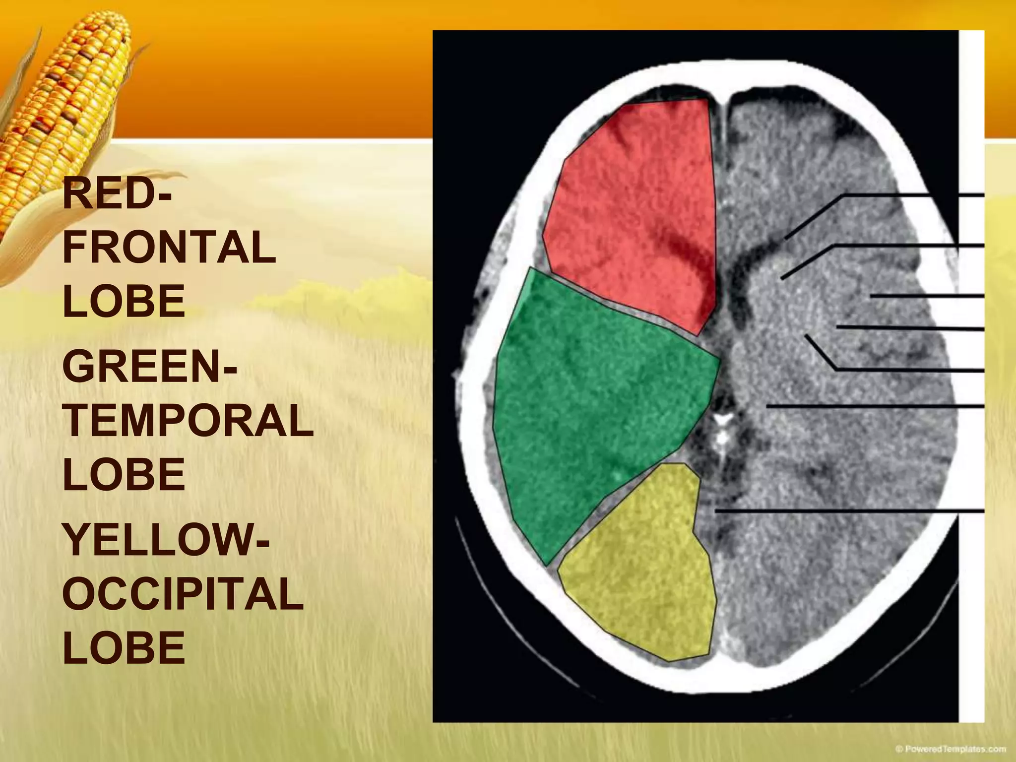 RED-
FRONTAL
LOBE
GREEN-
TEMPORAL
LOBE
YELLOW-
OCCIPITAL
LOBE
 
