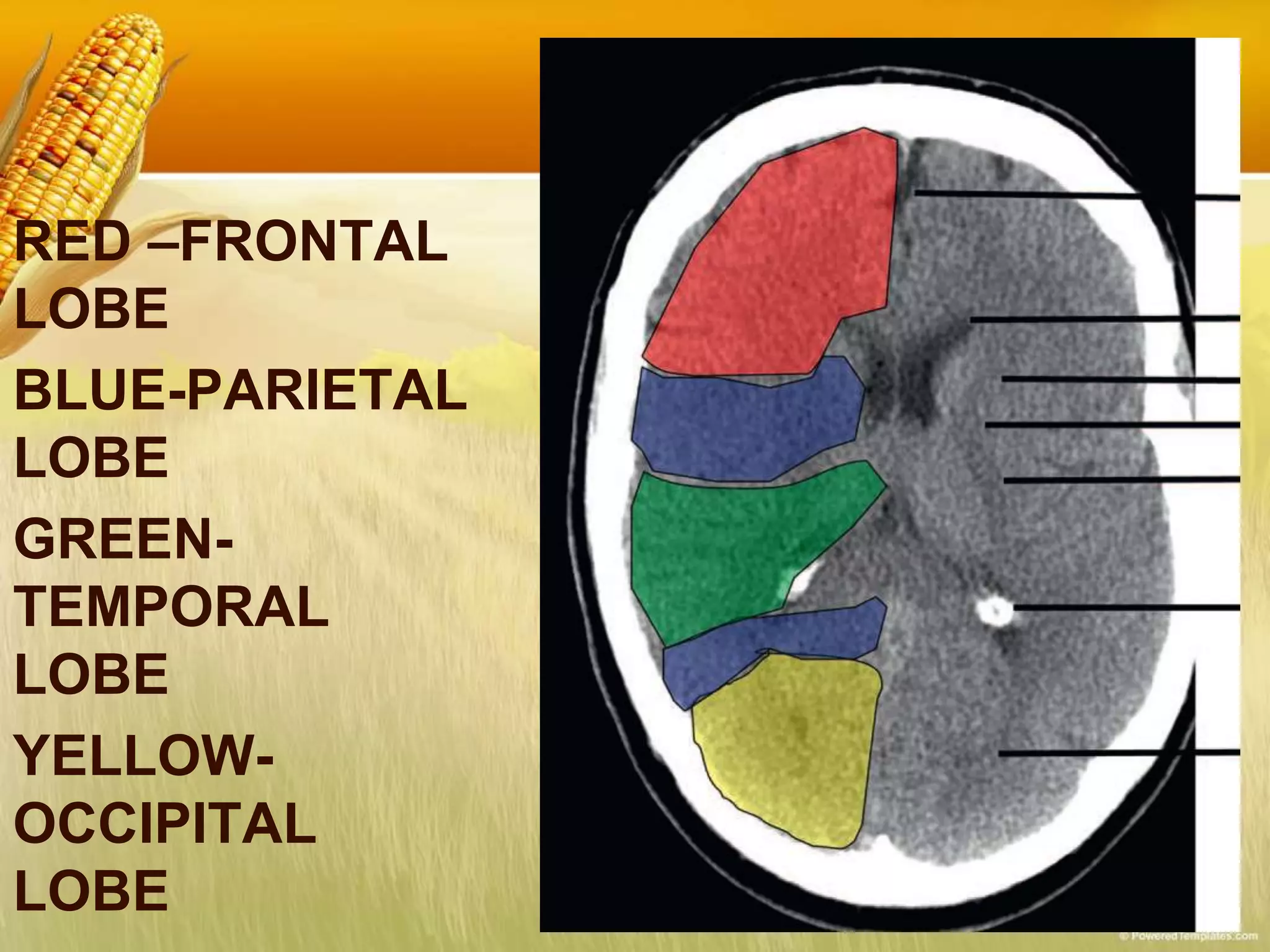 RED –FRONTAL
LOBE
BLUE-PARIETAL
LOBE
GREEN-
TEMPORAL
LOBE
YELLOW-
OCCIPITAL
LOBE
 