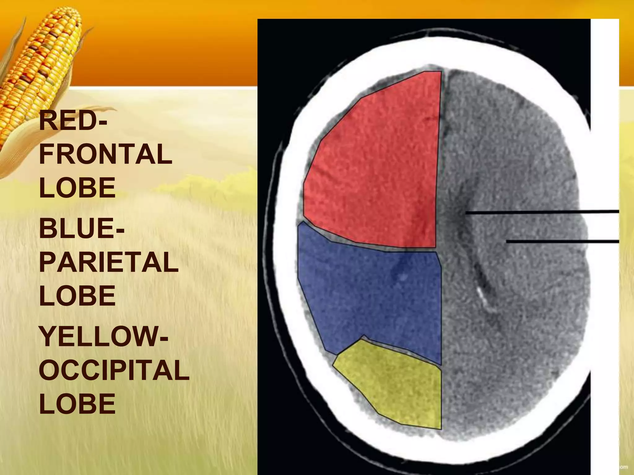 RED-
FRONTAL
LOBE
BLUE-
PARIETAL
LOBE
YELLOW-
OCCIPITAL
LOBE
 
