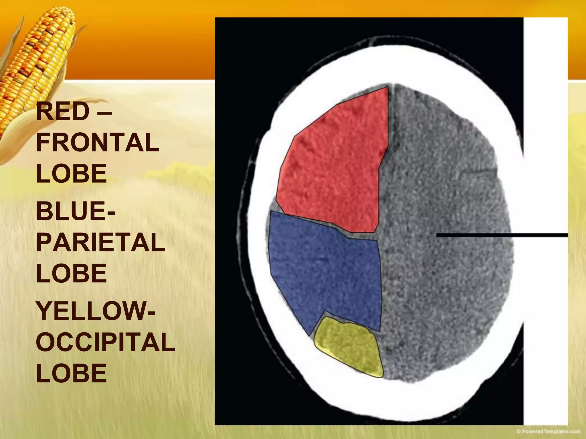 RED –
FRONTAL
LOBE
BLUE-
PARIETAL
LOBE
YELLOW-
OCCIPITAL
LOBE
 