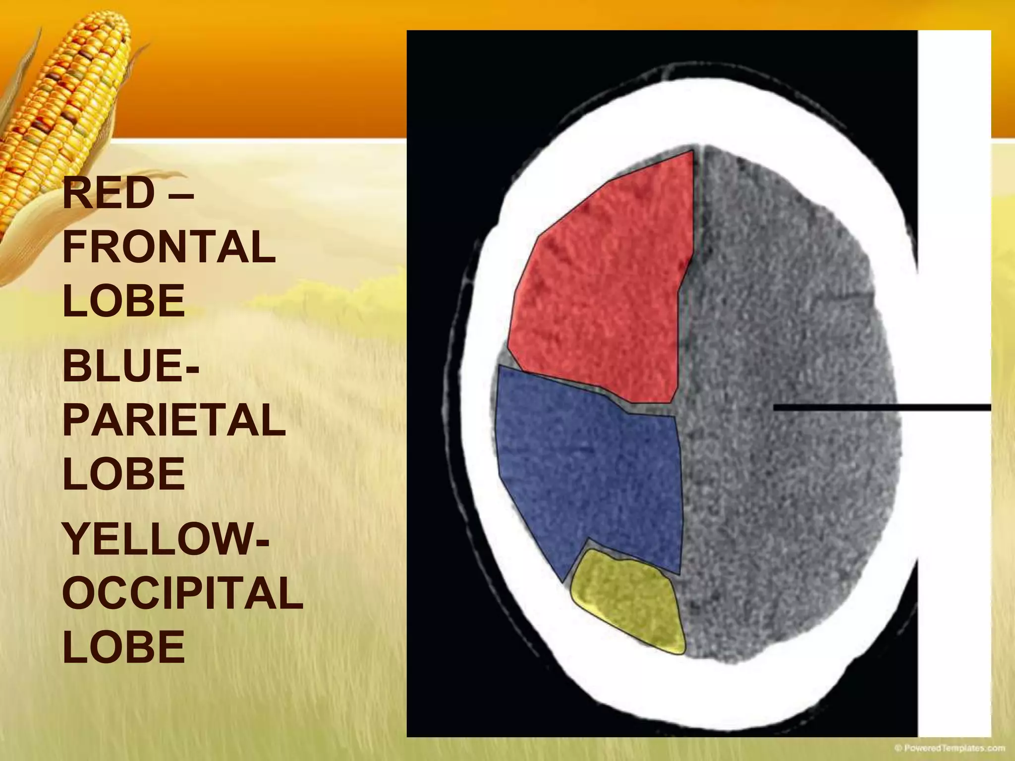 RED –
FRONTAL
LOBE
BLUE-
PARIETAL
LOBE
YELLOW-
OCCIPITAL
LOBE
 
