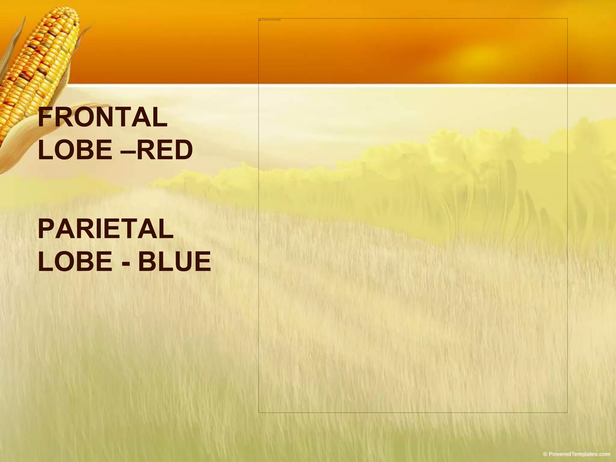 FRONTAL
LOBE –RED
PARIETAL
LOBE - BLUE
 