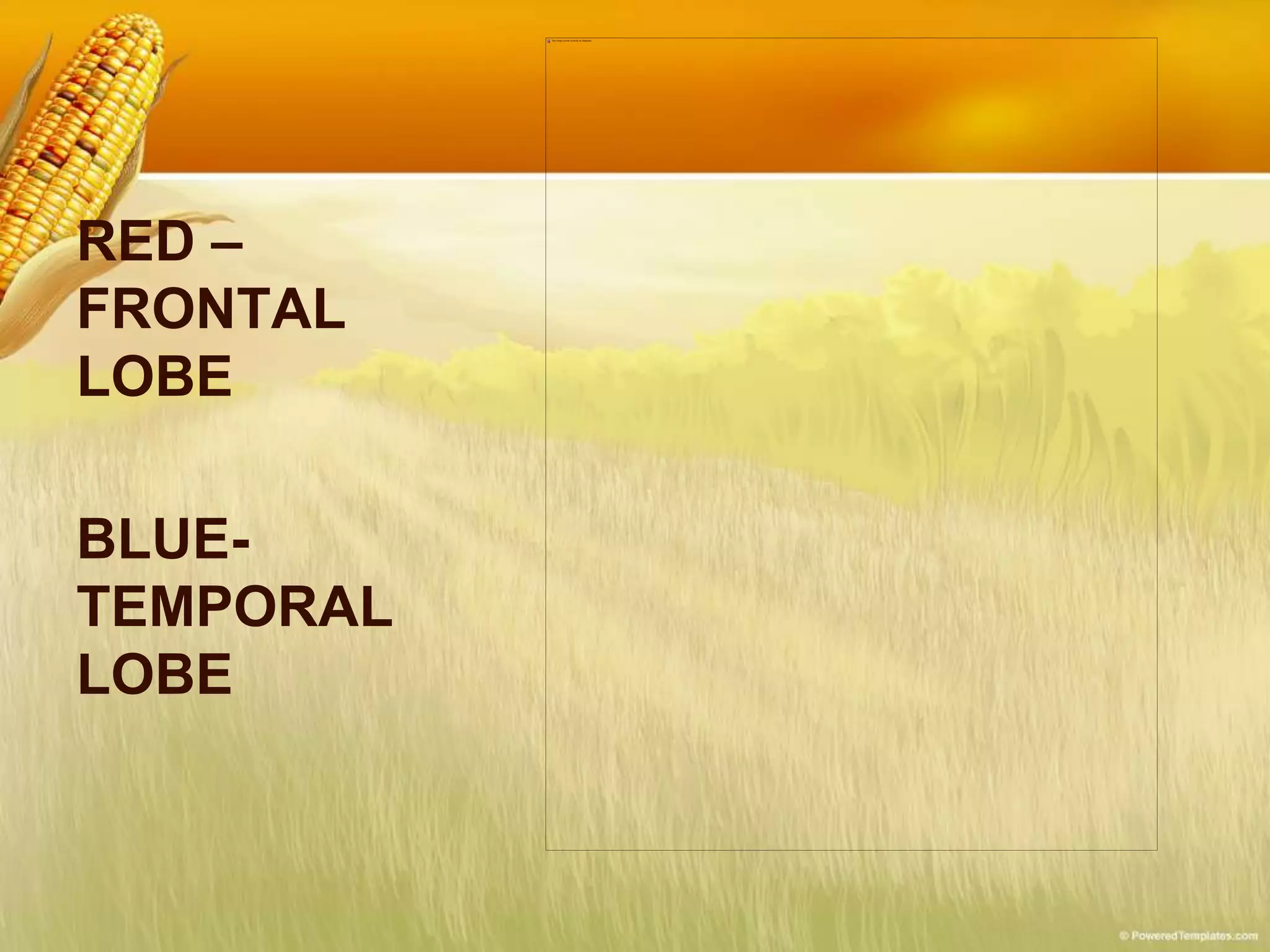 RED –
FRONTAL
LOBE
BLUE-
TEMPORAL
LOBE
 