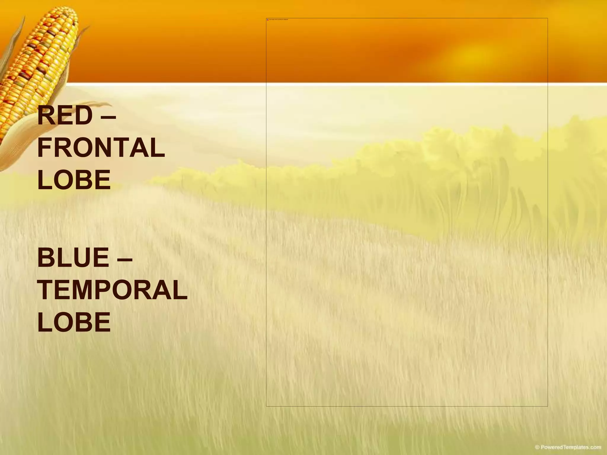 RED –
FRONTAL
LOBE
BLUE –
TEMPORAL
LOBE
 