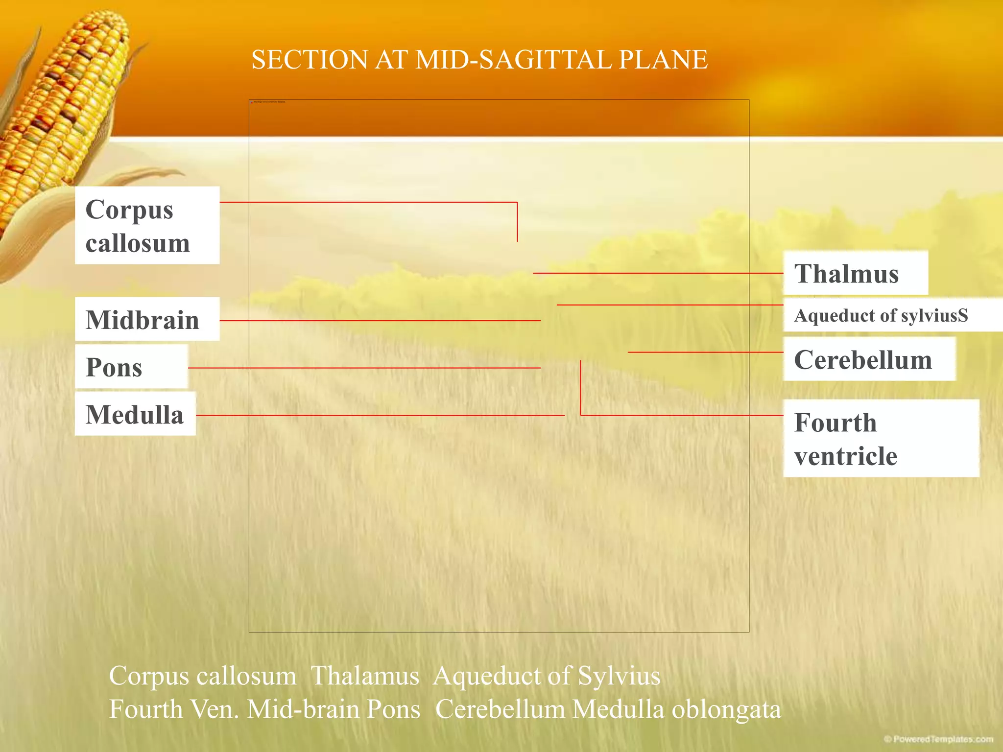 Thalmus
Aqueduct of sylviusS
Cerebellum
Fourth
ventricle
Corpus
callosum
Midbrain
Pons
Medulla
Corpus callosum Thalamus Aqueduct of Sylvius
Fourth Ven. Mid-brain Pons Cerebellum Medulla oblongata
SECTION AT MID-SAGITTAL PLANE
 