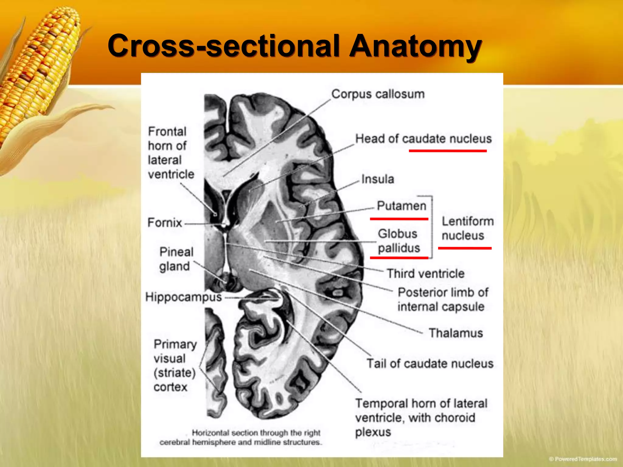 Cross-sectional Anatomy
 