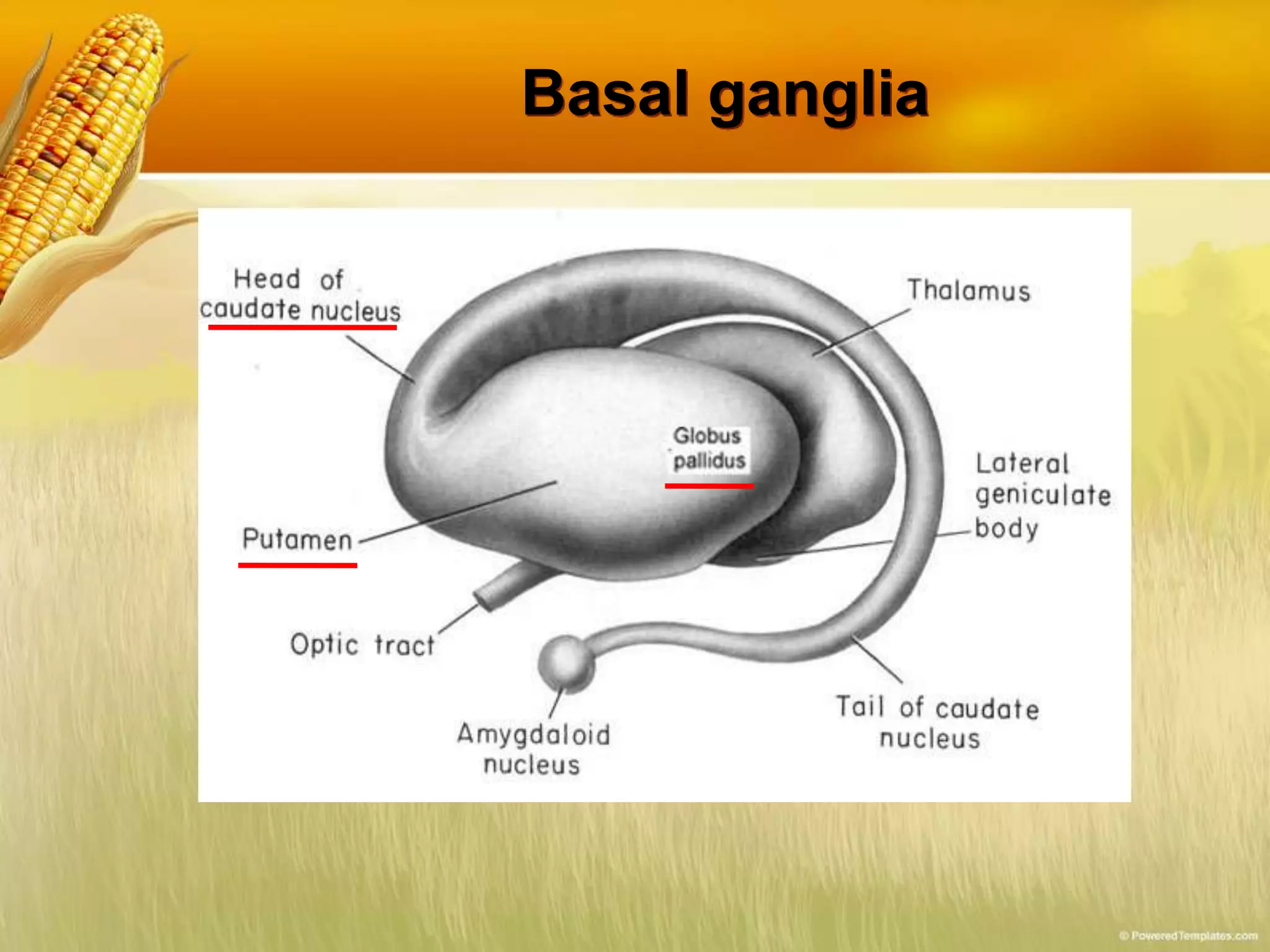 Basal ganglia
 