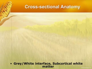 Cross-sectional Anatomy
• Grey/White interface, Subcortical white
matter
 