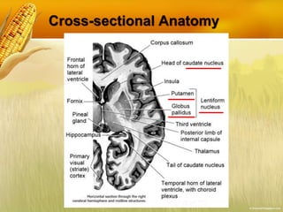 Cross-sectional Anatomy
 