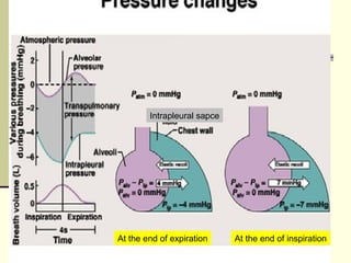 At the end of inspirationAt the end of expiration
Intrapleural sapce
 