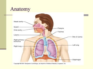 Anatomy
 