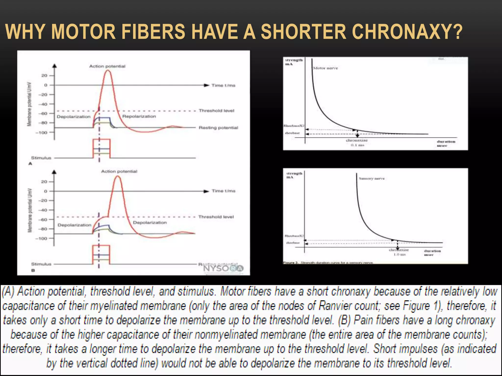 WHY MOTOR FIBERS HAVE A SHORTER CHRONAXY?
 