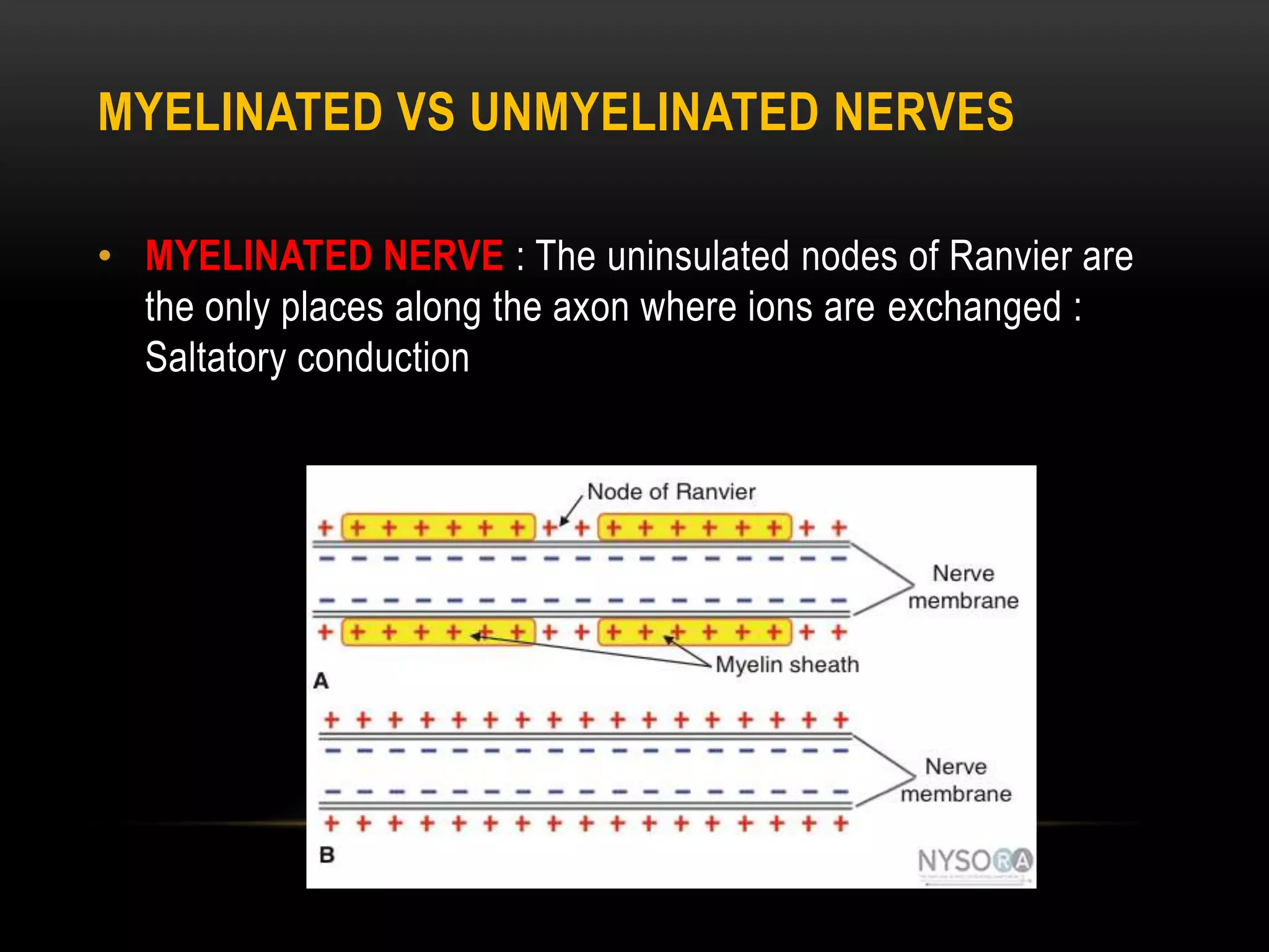 MYELINATED VS UNMYELINATED NERVES
• MYELINATED NERVE : The uninsulated nodes of Ranvier are
the only places along the axon where ions are exchanged :
Saltatory conduction
 