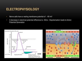 ELECTROPHYSIOLOGY
• Nerve cells have a resting membrane potential of : -90 mV
• A decrease in electrical potential difference to -55mv : Depolarisation leads to Action
Potential Generation
 
