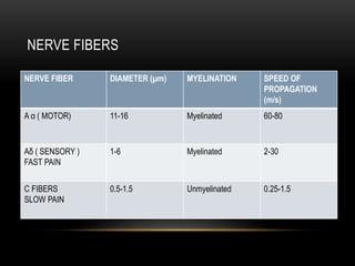 NERVE FIBERS
NERVE FIBER DIAMETER (µm) MYELINATION SPEED OF
PROPAGATION
(m/s)
A α ( MOTOR) 11-16 Myelinated 60-80
Aδ ( SENSORY )
FAST PAIN
1-6 Myelinated 2-30
C FIBERS
SLOW PAIN
0.5-1.5 Unmyelinated 0.25-1.5
 