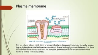 Plasma membrane
This is a bilayer (about 100 Å thick) of phospholipid and cholesterol molecules, the polar groups
(glycery...