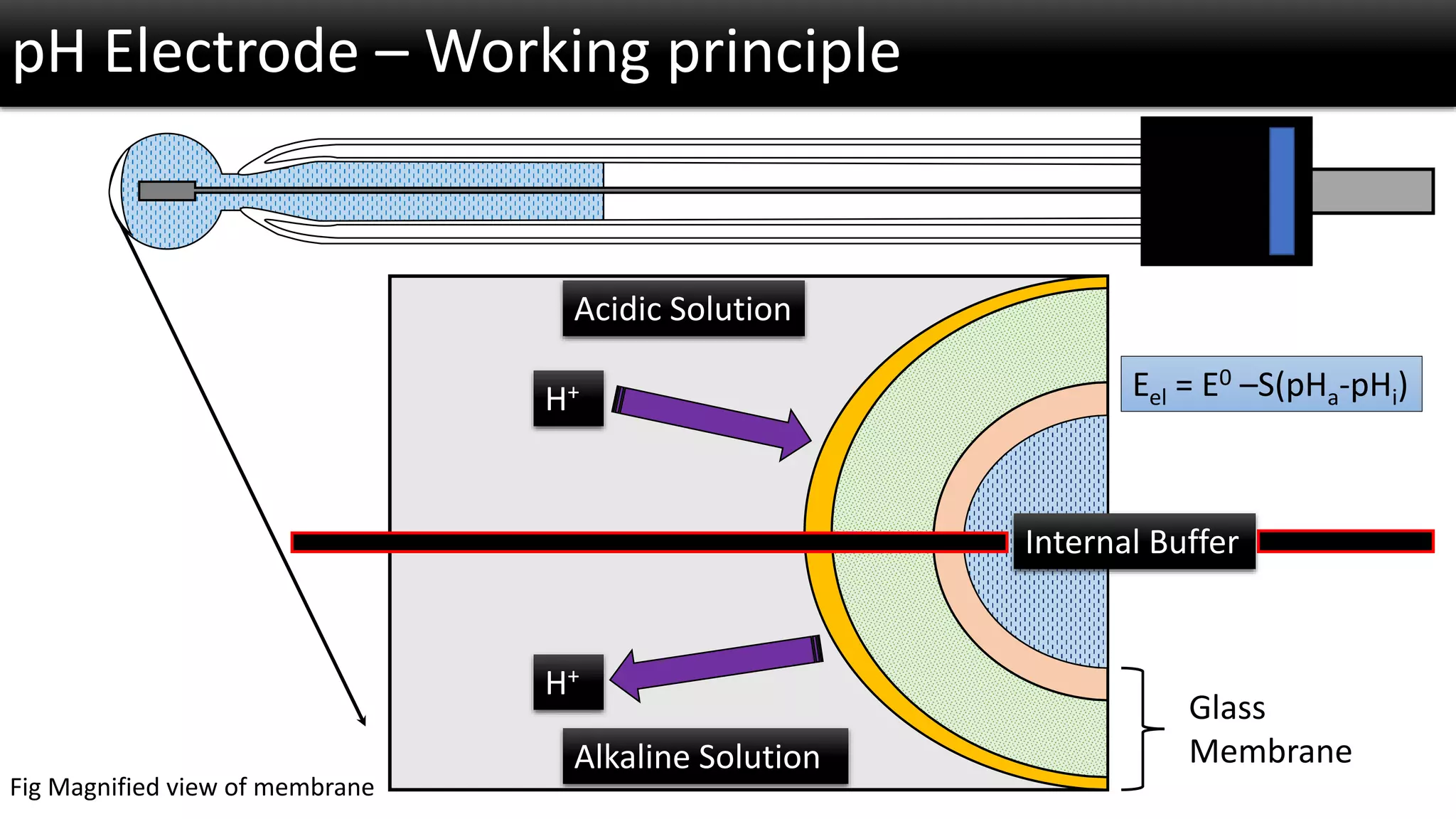 pH Electrode –Working principle 
Glass Membrane 
Internal Buffer 
Acidic Solution 
Alkaline Solution 
Eel= E0–S(pHa-pHi) 
H+ 
H+ 
Fig Magnified view of membrane  