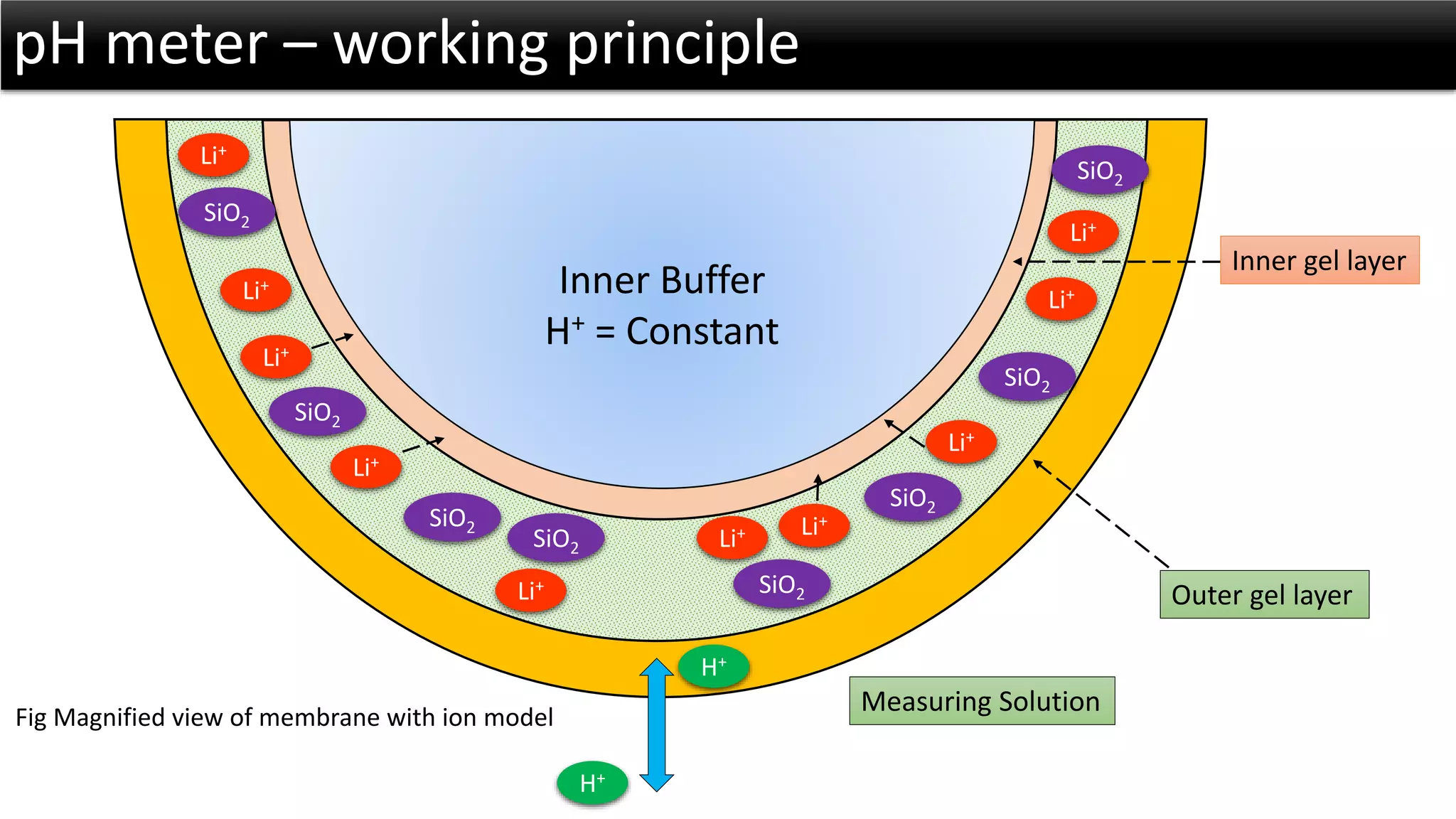 Inner Buffer 
H+= Constant 
Li+ 
SiO2 
SiO2 
SiO2 
SiO2 
SiO2 
SiO2 
SiO2 
Li+ 
Li+ 
Li+ 
Li+ 
Li+ 
Li+ 
Li+ 
Li+ 
Li+ 
SiO2 
pH meter –working principle 
Inner gel layer 
Outer gel layer 
Measuring Solution 
H+ 
H+ 
Fig Magnified view of membrane with ion model  