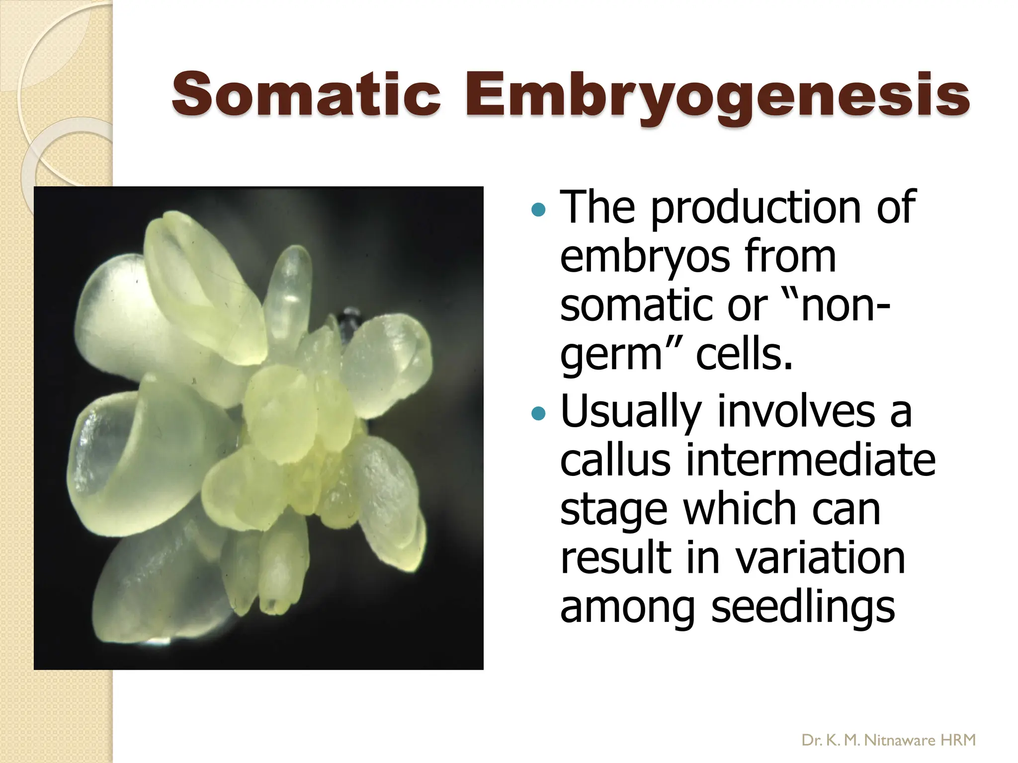 Somatic Embryogenesis
 The production of
embryos from
somatic or “non-
germ” cells.
 Usually involves a
callus intermediate
stage which can
result in variation
among seedlings
Dr. K. M. Nitnaware HRM
 