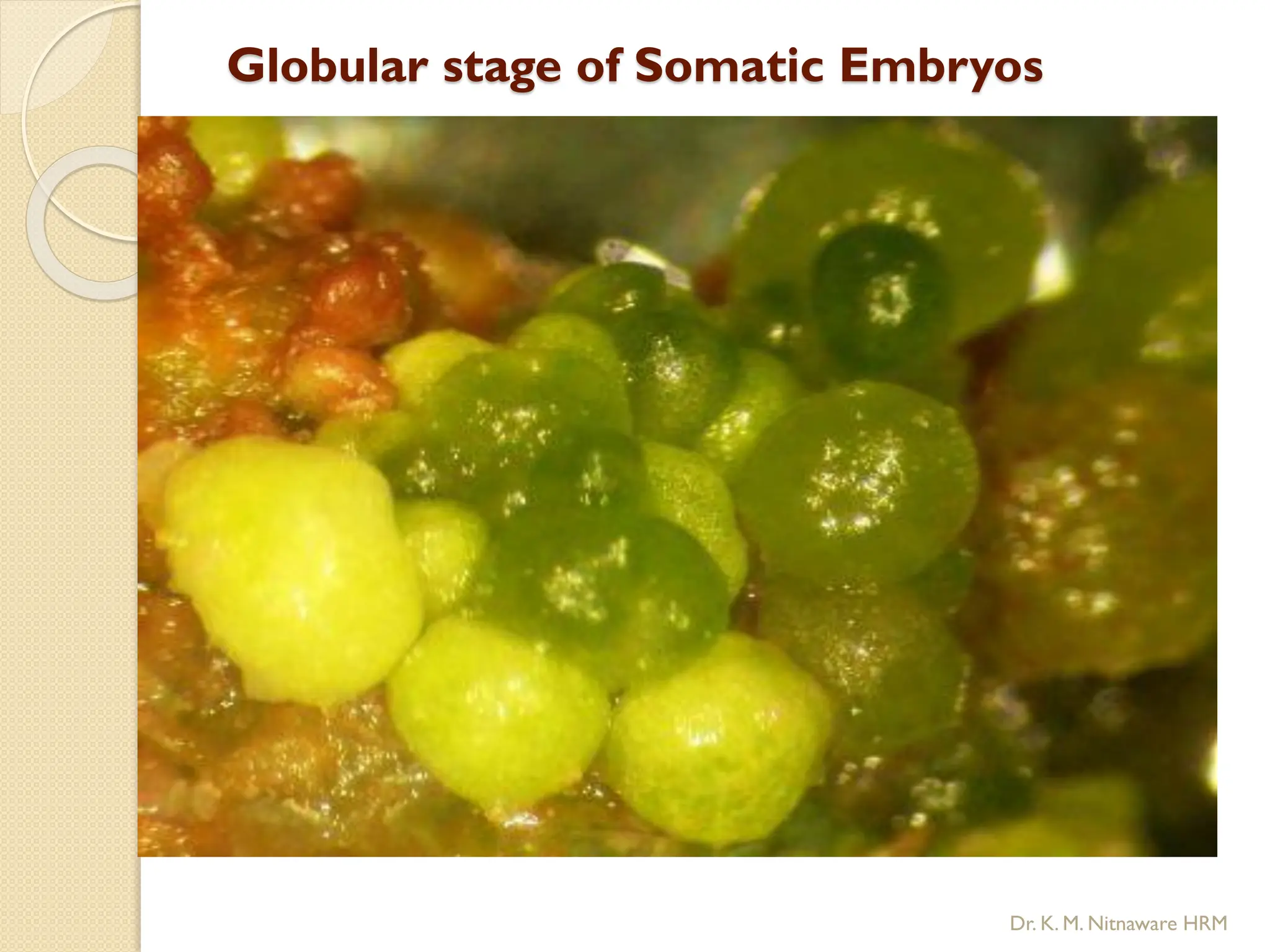 Globular stage of Somatic Embryos
Dr. K. M. Nitnaware HRM
 