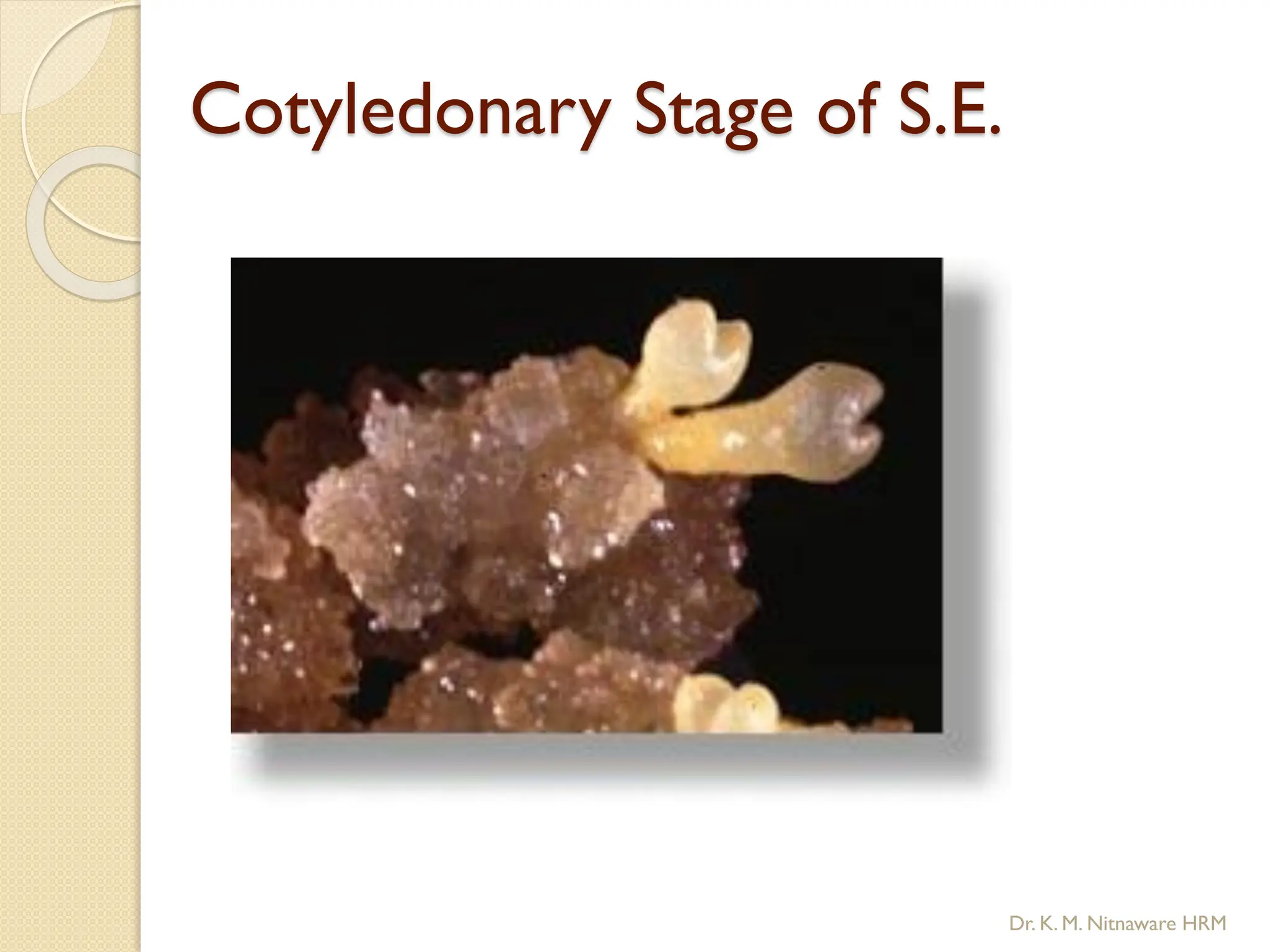 Cotyledonary Stage of S.E.
Dr. K. M. Nitnaware HRM
 
