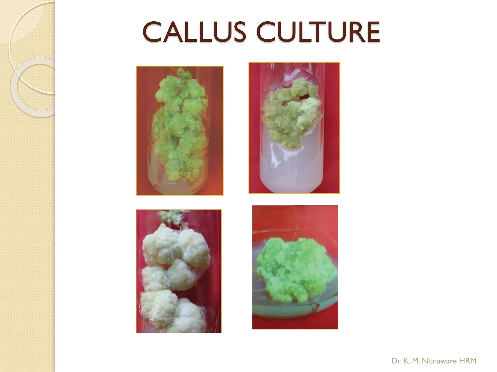 CALLUS CULTURE
Dr. K. M. Nitnaware HRM
 