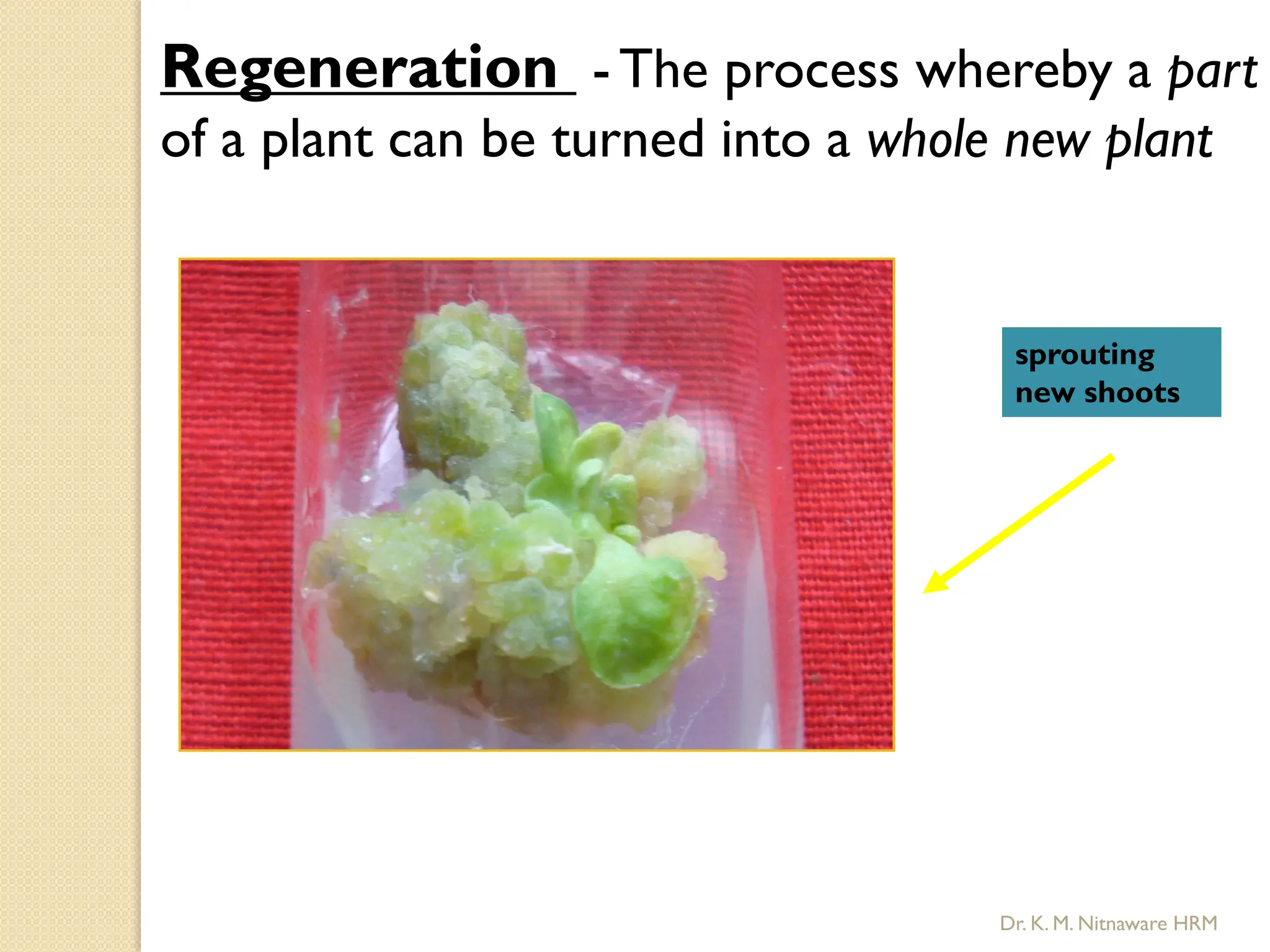 Regeneration - The process whereby a part
of a plant can be turned into a whole new plant
sprouting
new shoots
Dr. K. M. Nitnaware HRM
 
