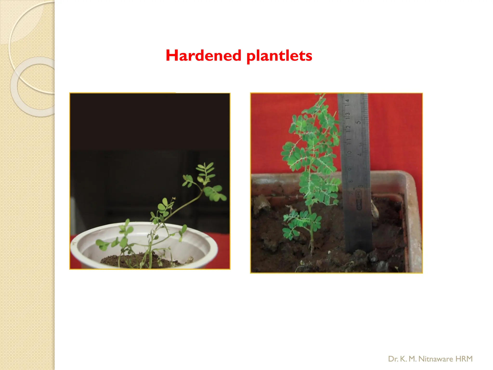 Hardened plantlets
Dr. K. M. Nitnaware HRM
 