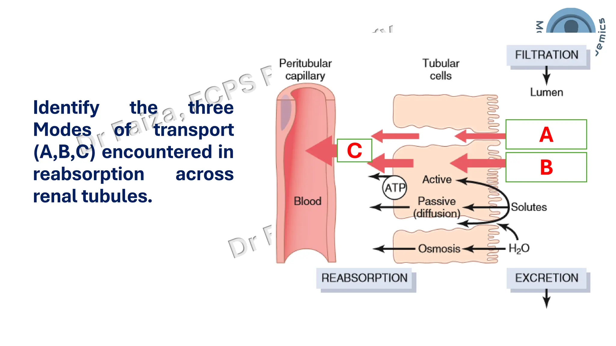 Identify the three
Modes of transport
(A,B,C) encountered in
reabsorption across
renal tubules.
A
B
C
 