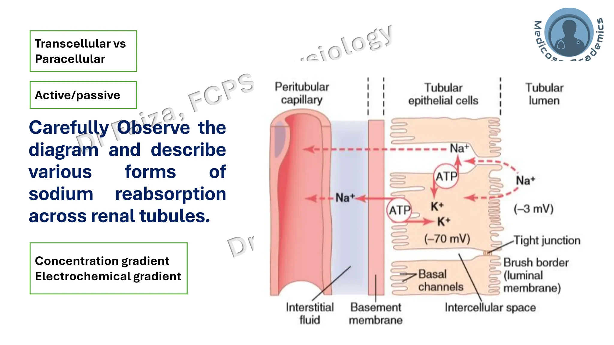 Carefully Observe the
diagram and describe
various forms of
sodium reabsorption
across renal tubules.
Transcellular vs
Paracellular
Active/passive
Concentration gradient
Electrochemical gradient
 