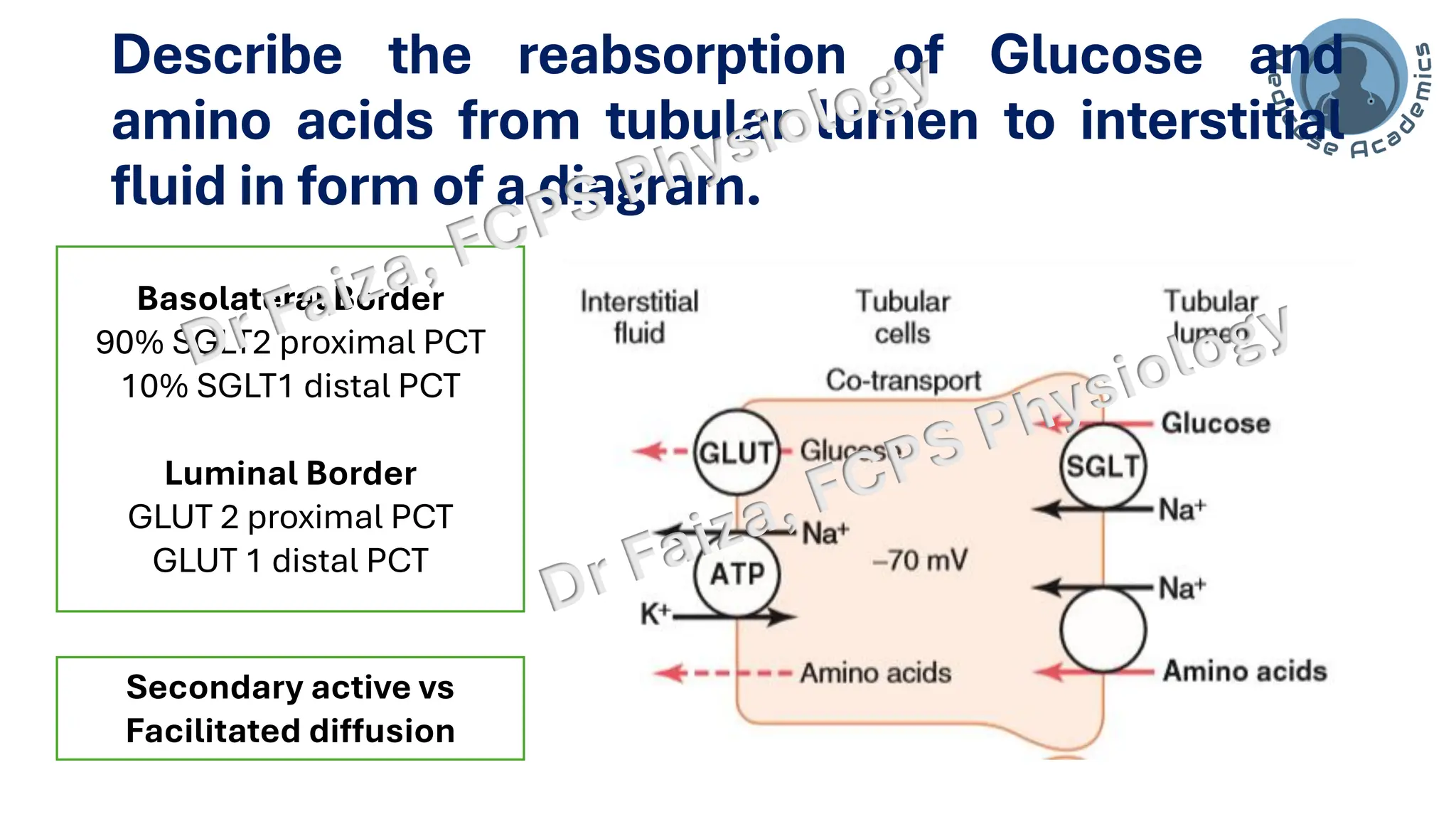 Describe the reabsorption of Glucose and
amino acids from tubular lumen to interstitial
fluid in form of a diagram.
Basolateral Border
90% SGLT2 proximal PCT
10% SGLT1 distal PCT
Luminal Border
GLUT 2 proximal PCT
GLUT 1 distal PCT
Secondary active vs
Facilitated diffusion
 