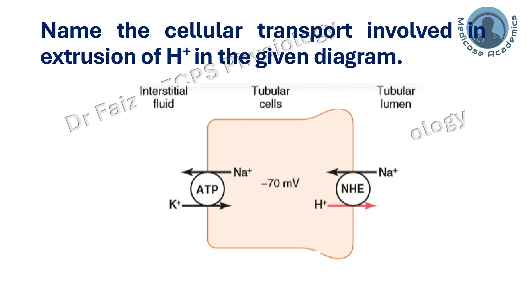 Name the cellular transport involved in
extrusion of H+ in the given diagram.
 