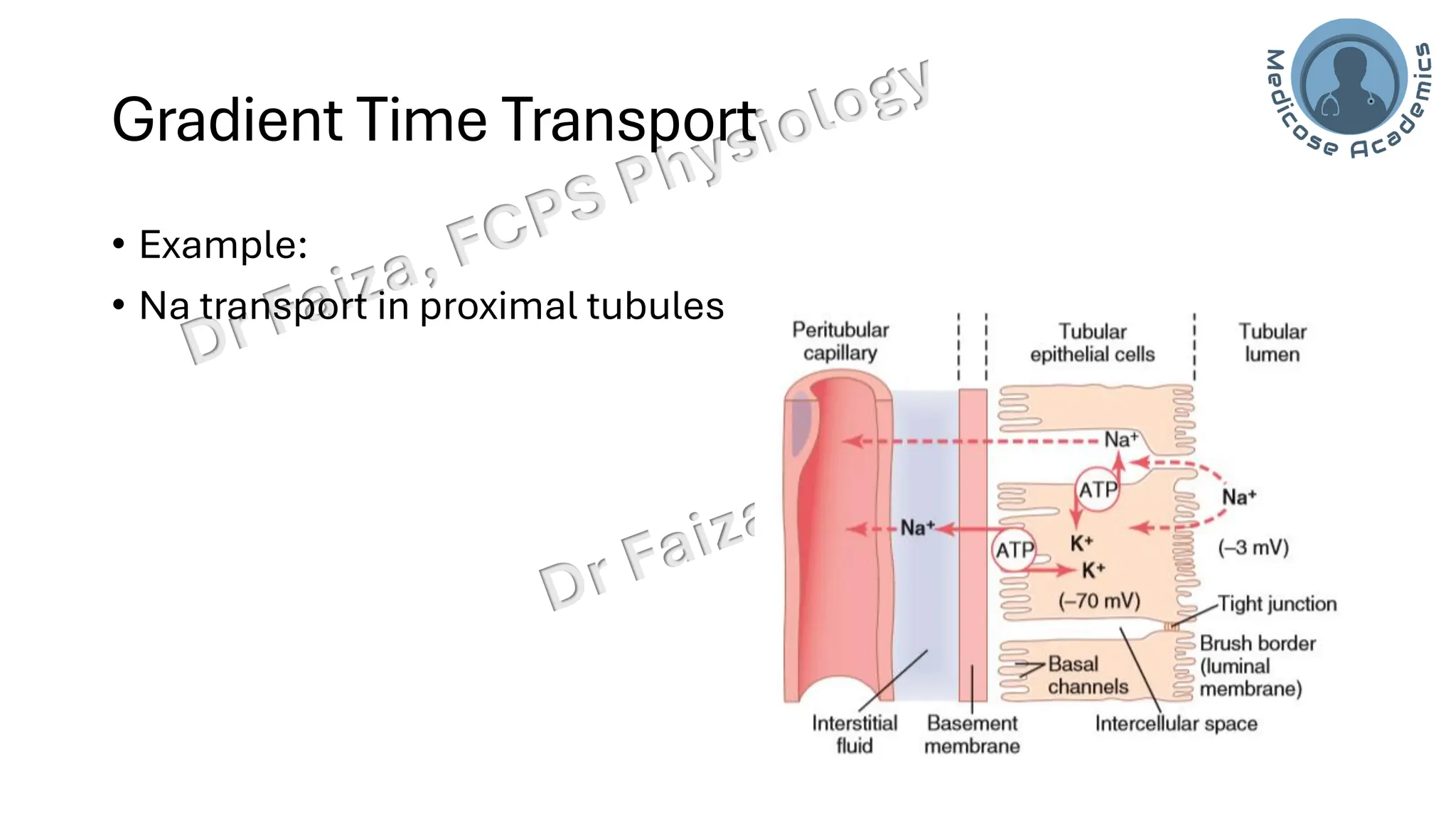 Gradient Time Transport
• Example:
• Na transport in proximal tubules
 