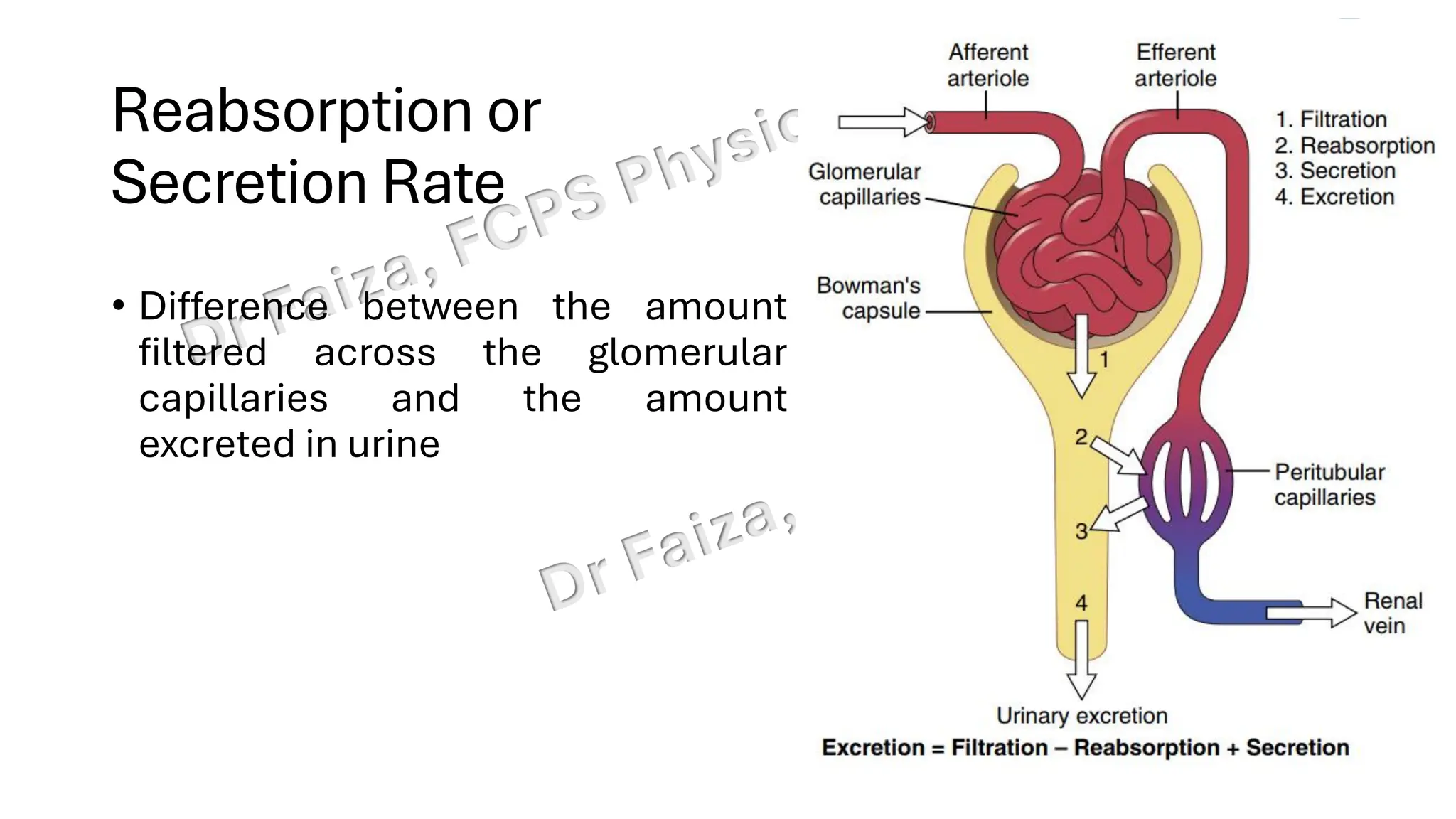 Reabsorption or
Secretion Rate
• Difference between the amount
filtered across the glomerular
capillaries and the amount
excreted in urine
 