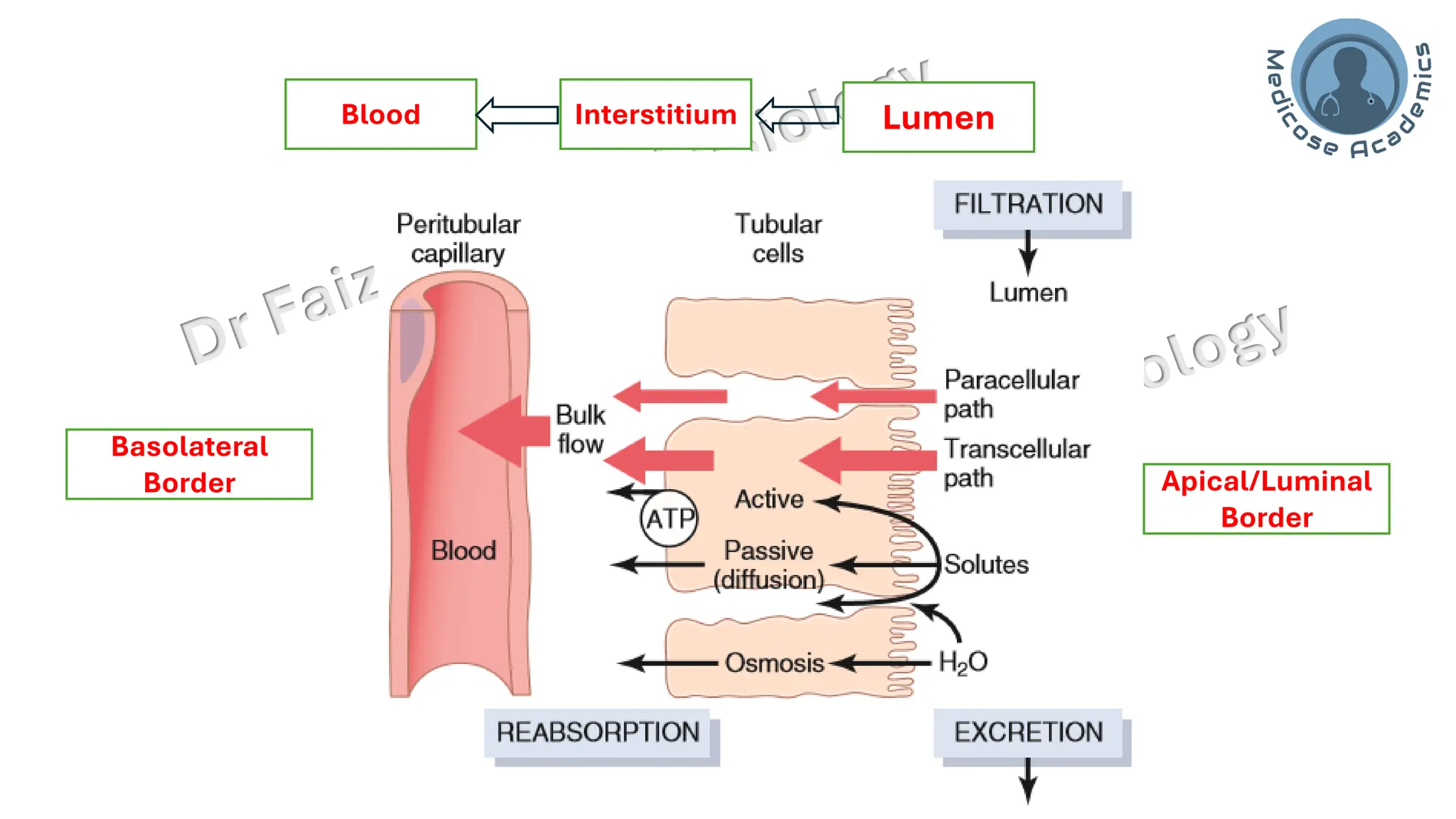 Lumen
Interstitium
Blood
Apical/Luminal
Border
Basolateral
Border
 