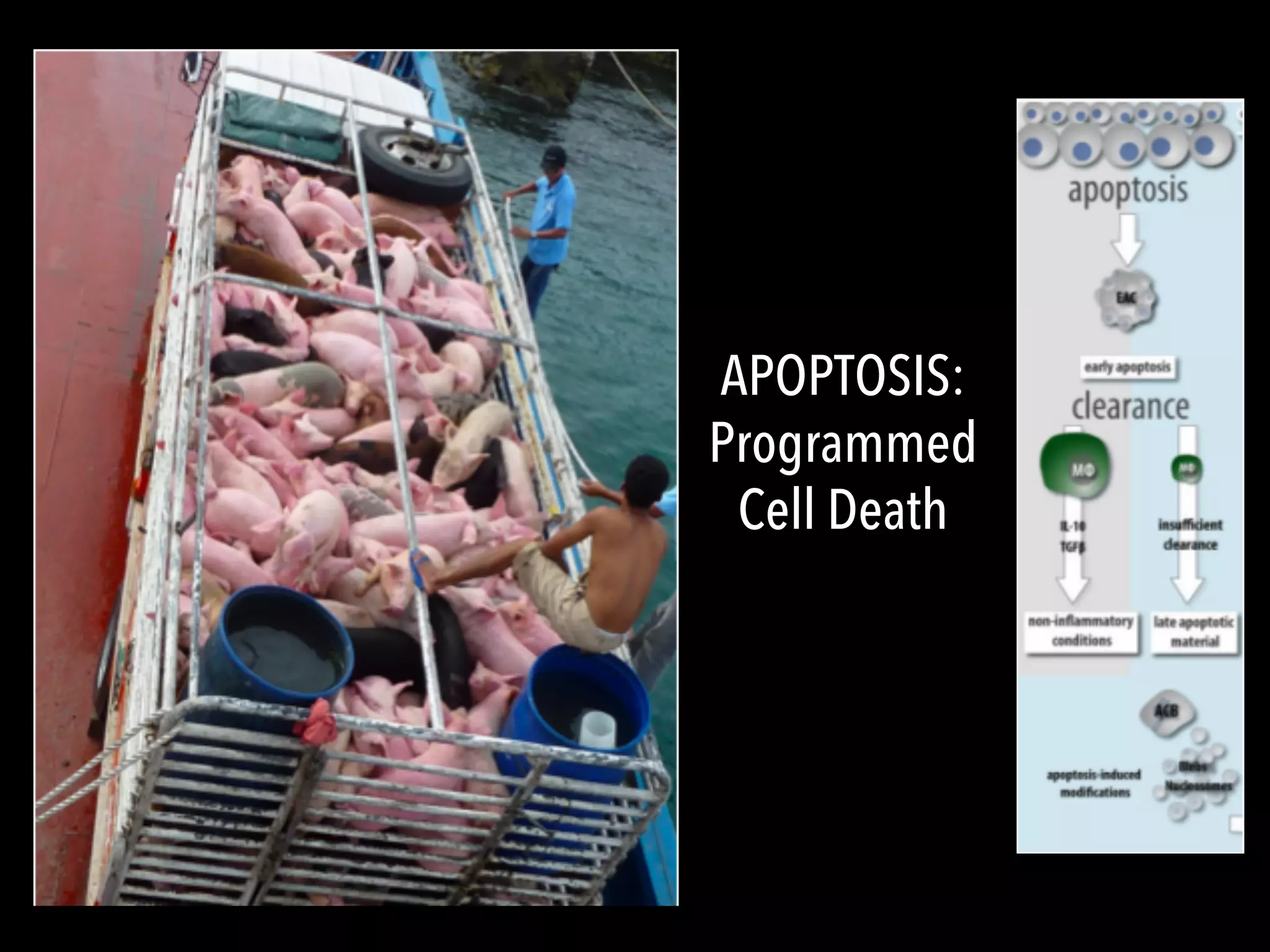 APOPTOSIS:
Programmed
Cell Death
 