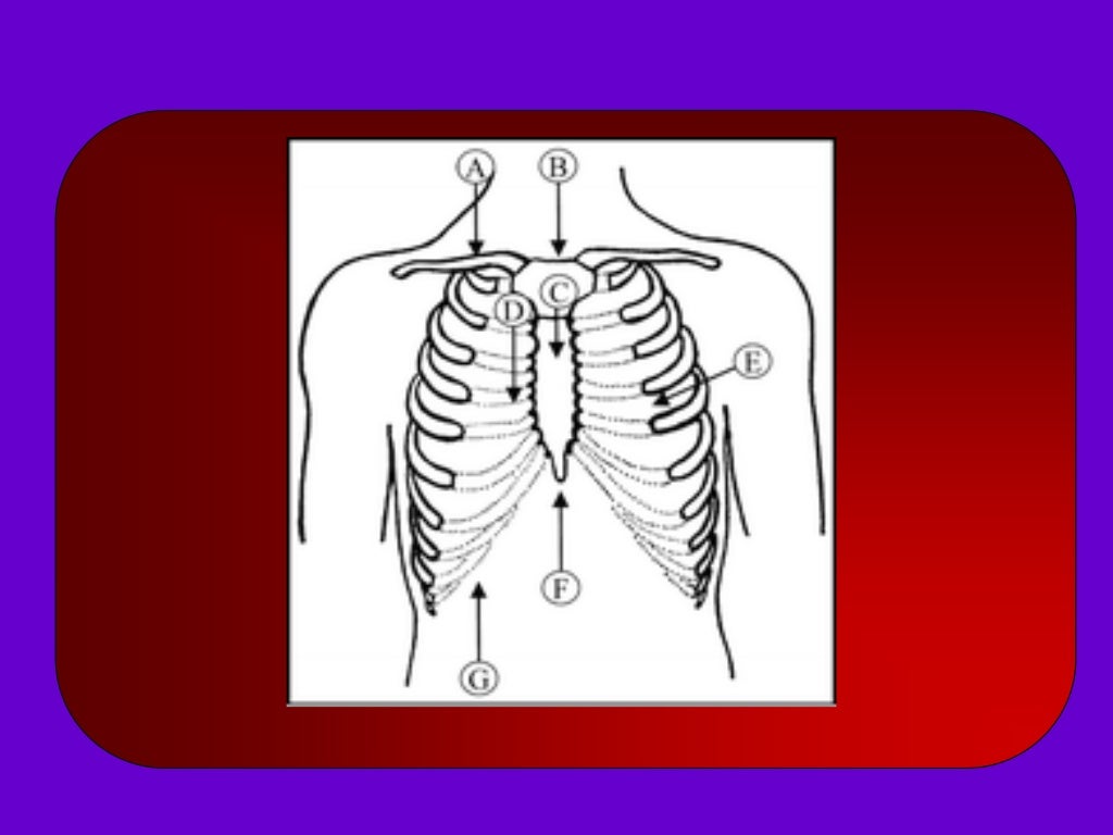 Basics of Chest Sonography and Anatomy of Chest Wall